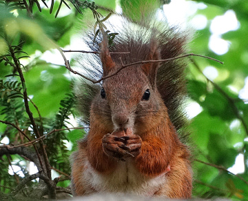 squirrel