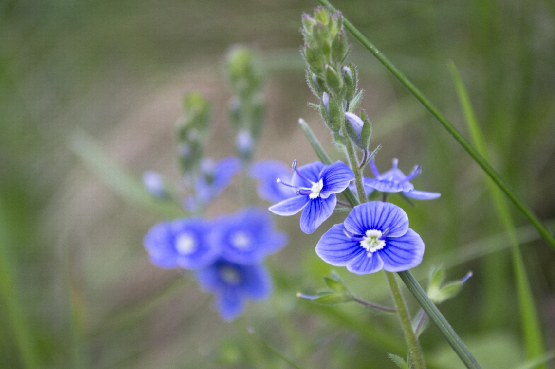 Blue flowers