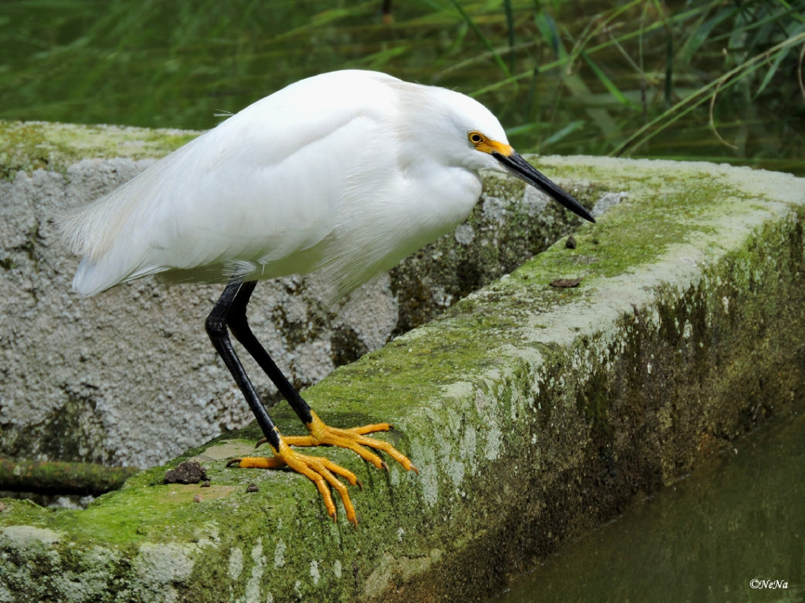 Snowy Egret