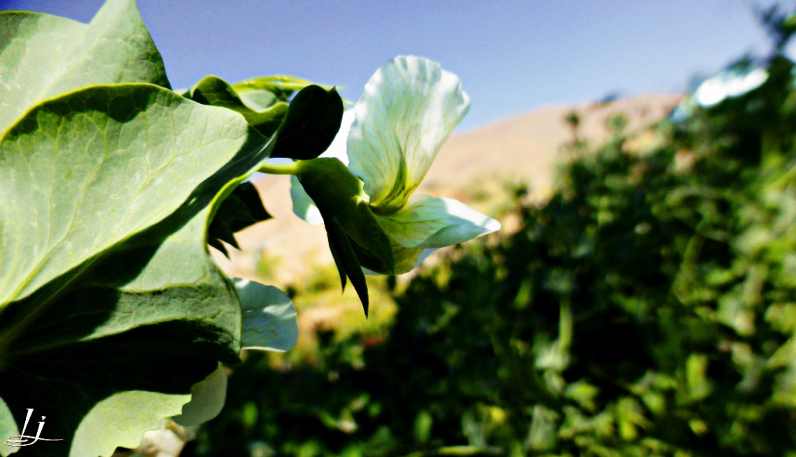 Pea blossom