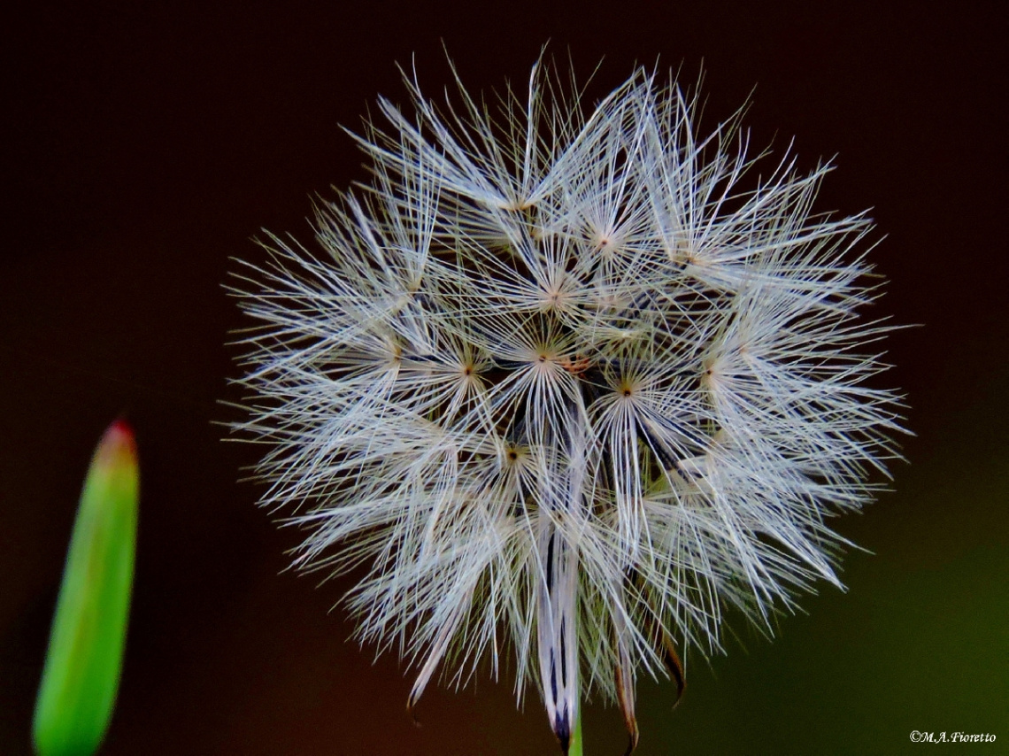Dandelion