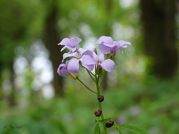 Purple flower
