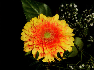 BLÜTE