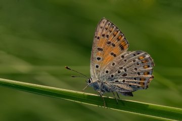 Kelebek