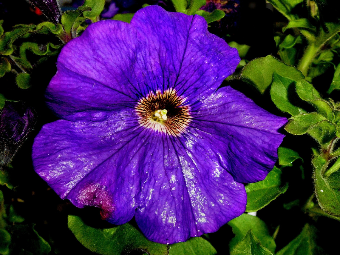 BLÜTE