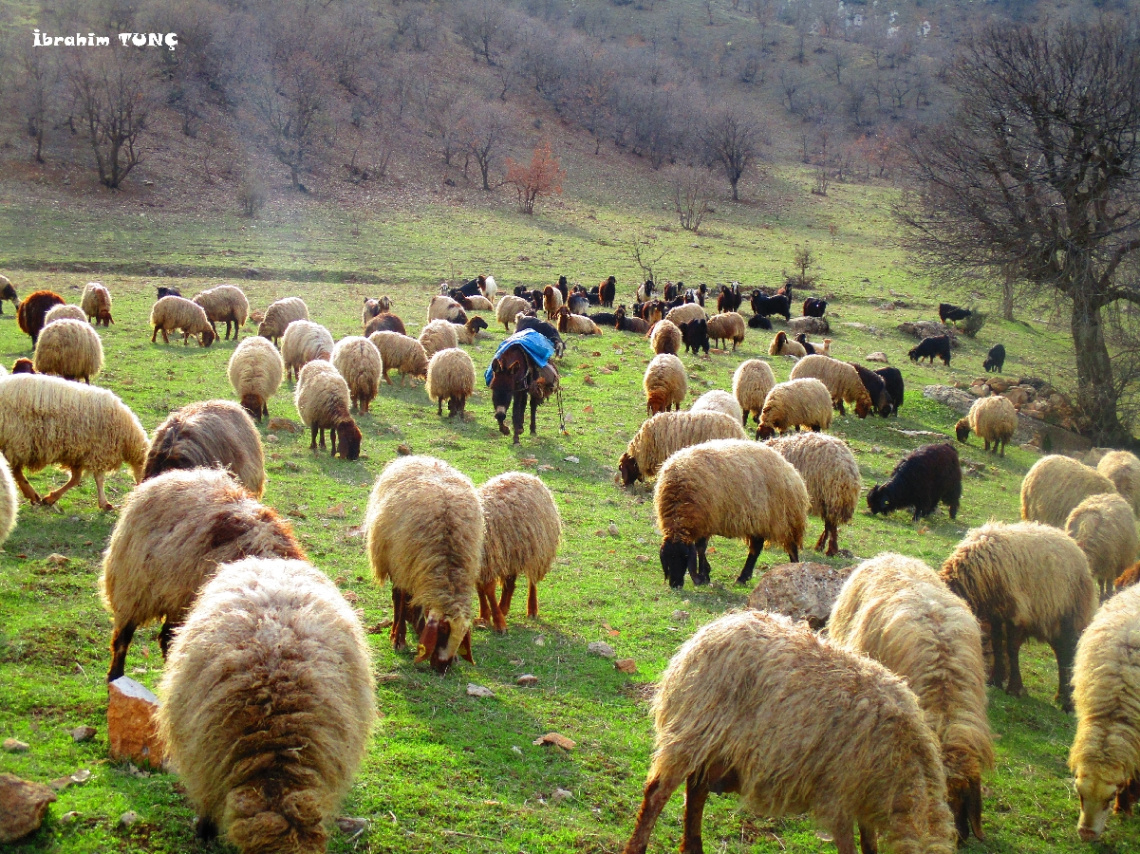 Kadifenin Kuzuları