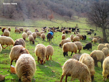 Kadifenin Kuzuları