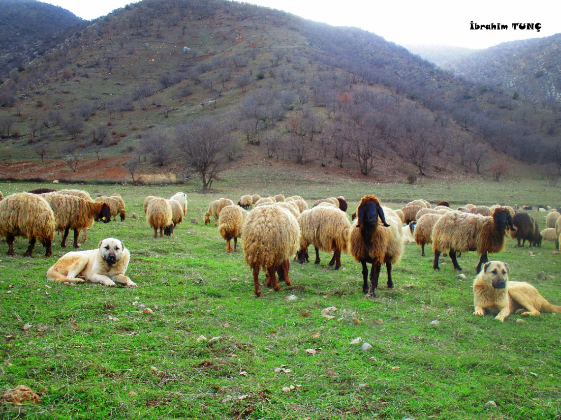 Köy Hayatı