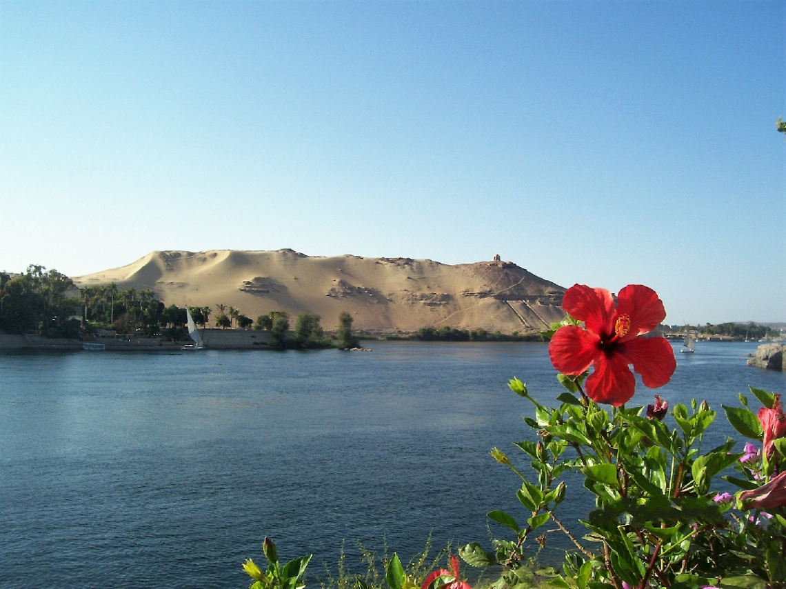 Egypt - Aswan - Red Rose