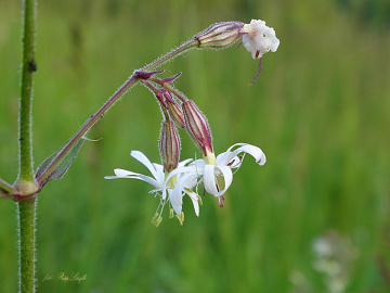 floweret
