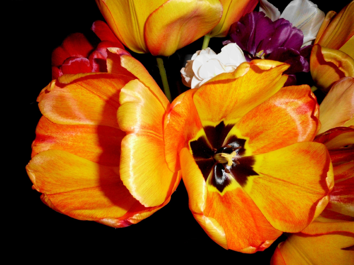 TULPEN