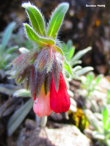 Emzik Otu - Onosma Sp