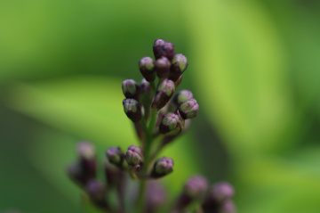 Macro
