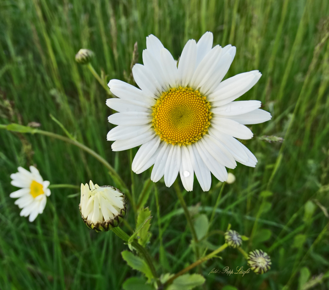 marguerite