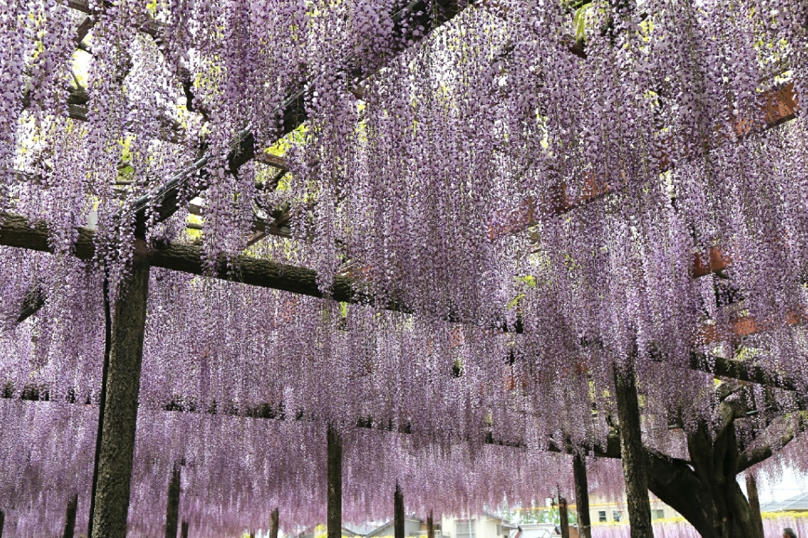 Wisteria