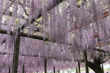 Wisteria