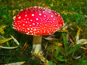 FLIEGENPILZ 