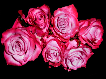 ROSEN