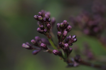 Macro