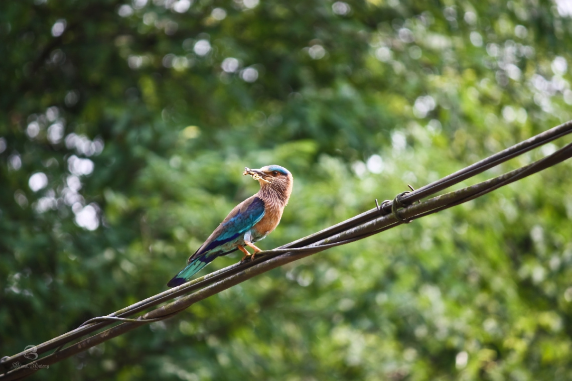 with prey