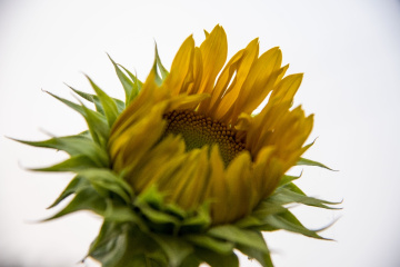 Blooming Sunflower