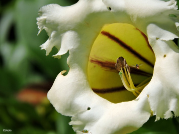 To meet pollen