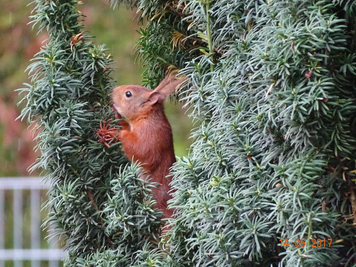 verstecken