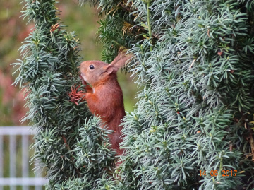 verstecken