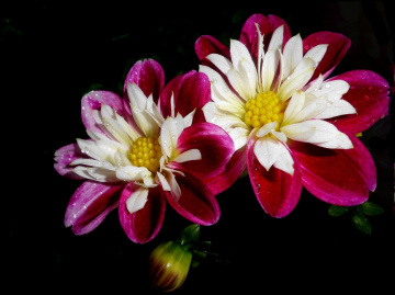 BLÜTEN