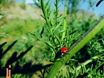 Lady bug