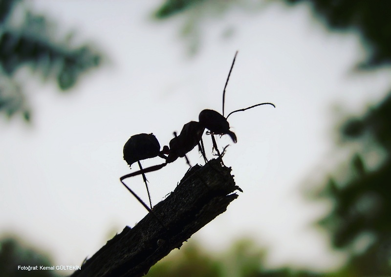 ANT