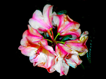 BLÜTEN