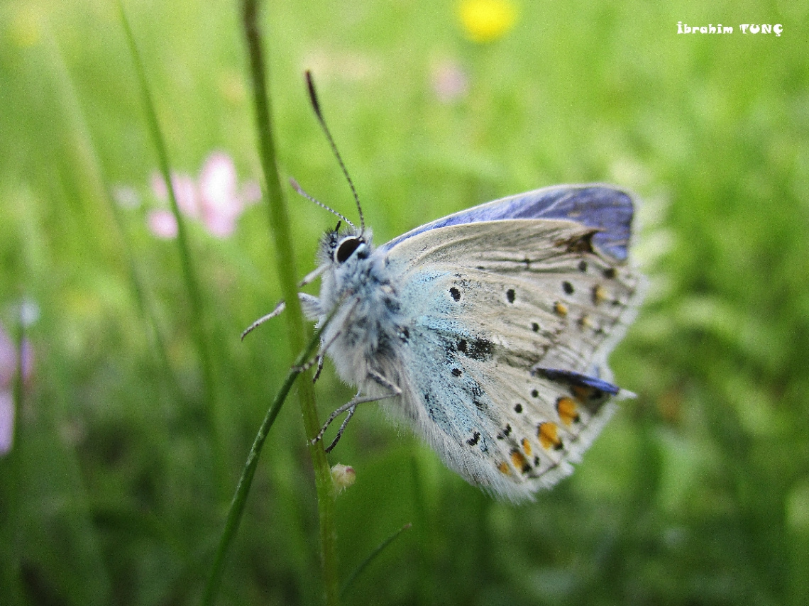 Çokgözlü Esmer (Polyommatus agestis)