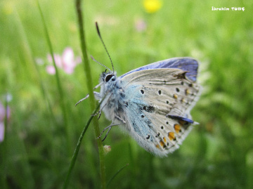 Çokgözlü Esmer (Polyommatus agestis)