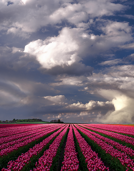 Tulip Field in Germany
