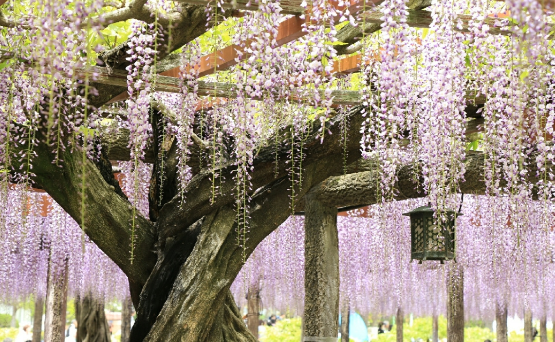 Wisteria