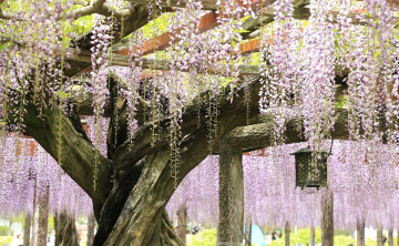 Wisteria