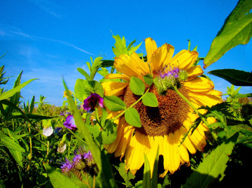 SONNENBLUME 
