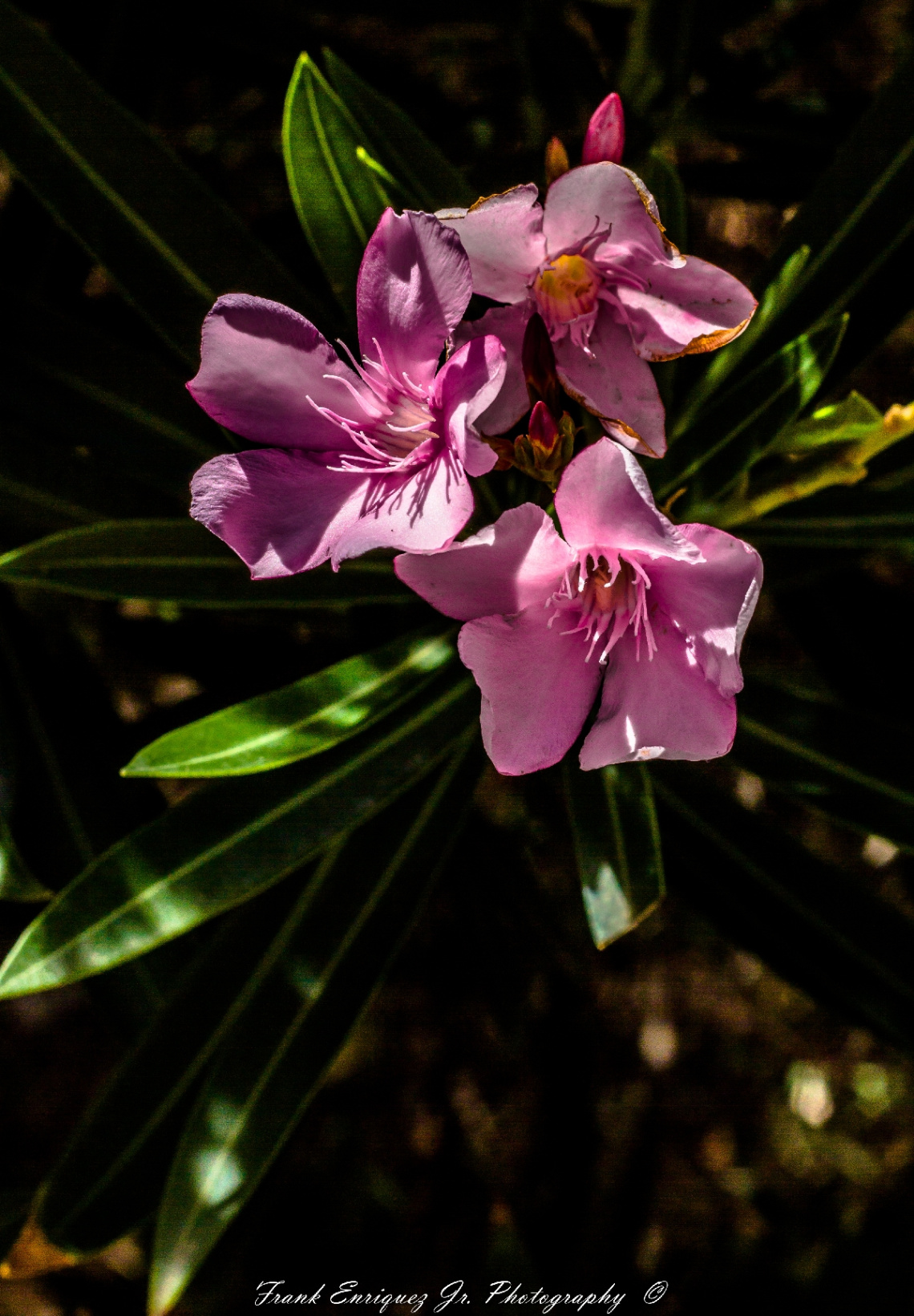 Spring Arizona Flower