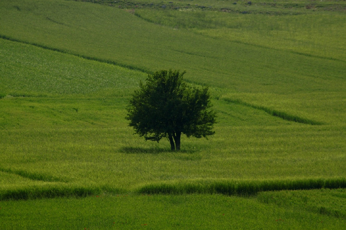 Tek Ağaç