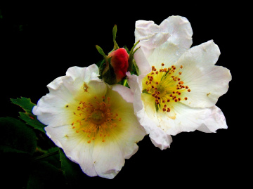 BLÜTEN