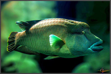 Cheilinus Undulatus (Napolyon Balığı)