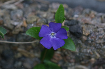 Blue...