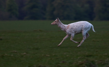 A deer on the run