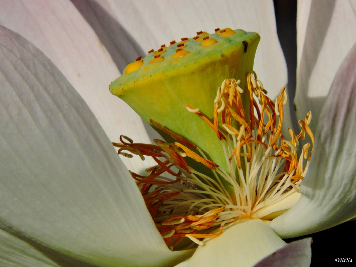 Lotus flower