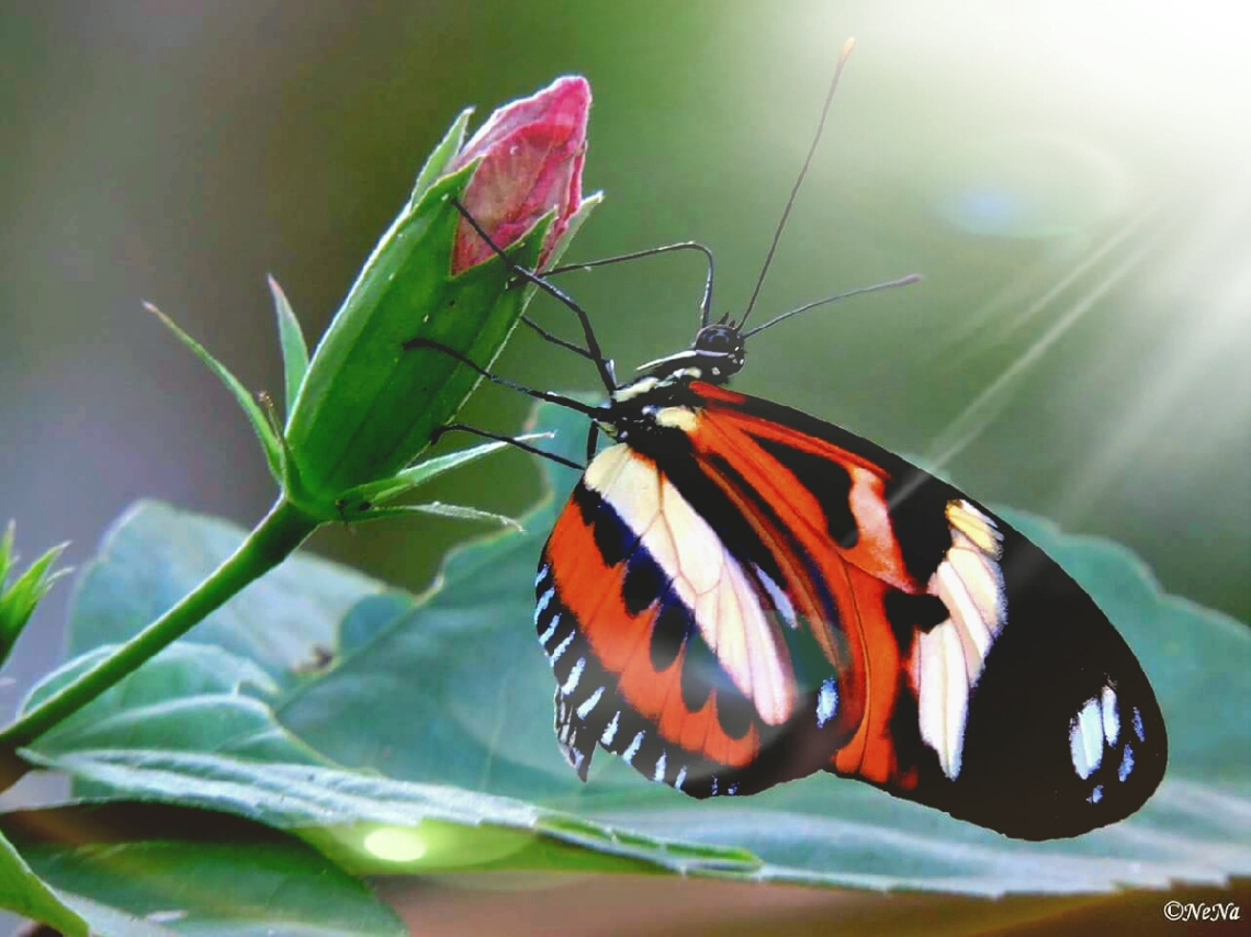 Delicate 