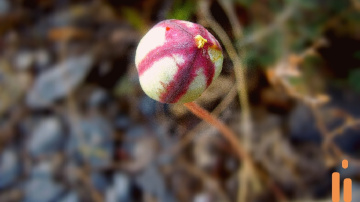 Seed head of wild valley Tulip