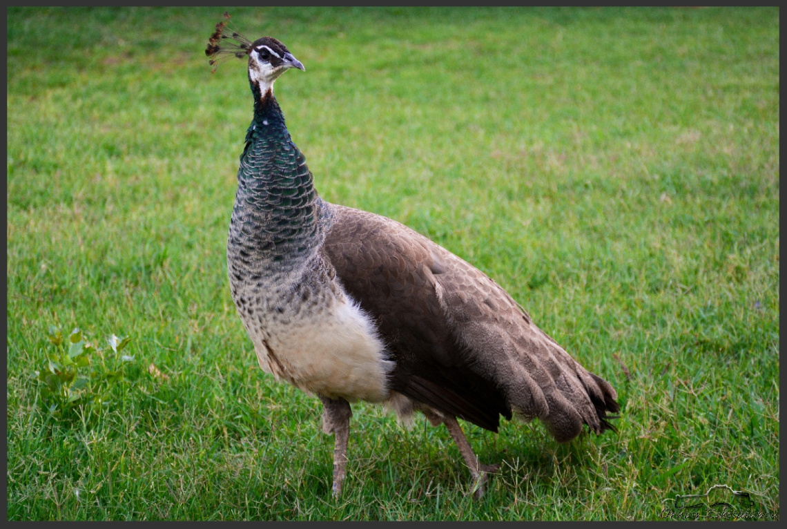 Tavus kuşu - Peacock