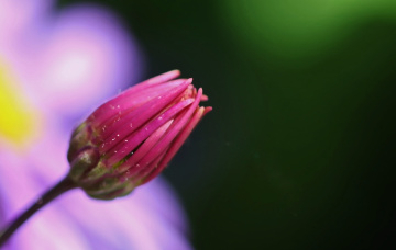 Close to flowering