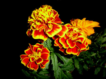 BLÜTEN